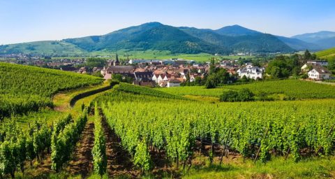 The Alsace – Cameron Millar Spring Rally 2022